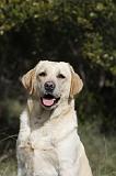 LABRADOR 764
